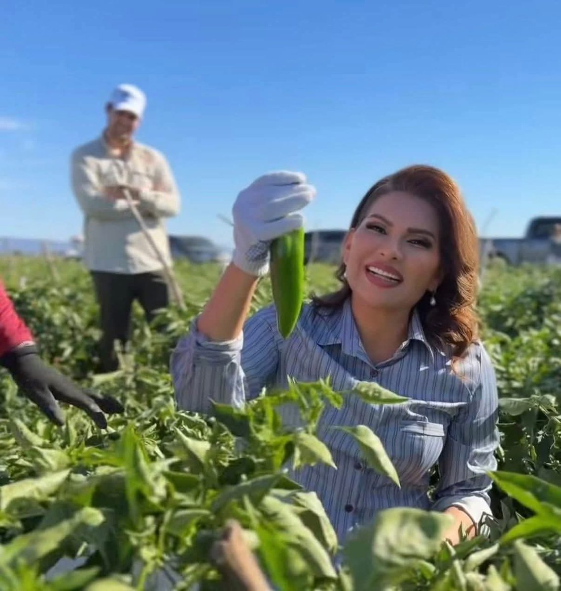 Senadora <a href="/LoreniaValles_/">Lorenia Valles</a> por acá en su tierra hay mucho que desenterrar, quizá no son chiles, pero son los hijos que todos los días entierran en esos campos que debería dar vida.

La invitamos a una búsqueda, no se si aguante la idea de que en una cubeta como esas quepa la