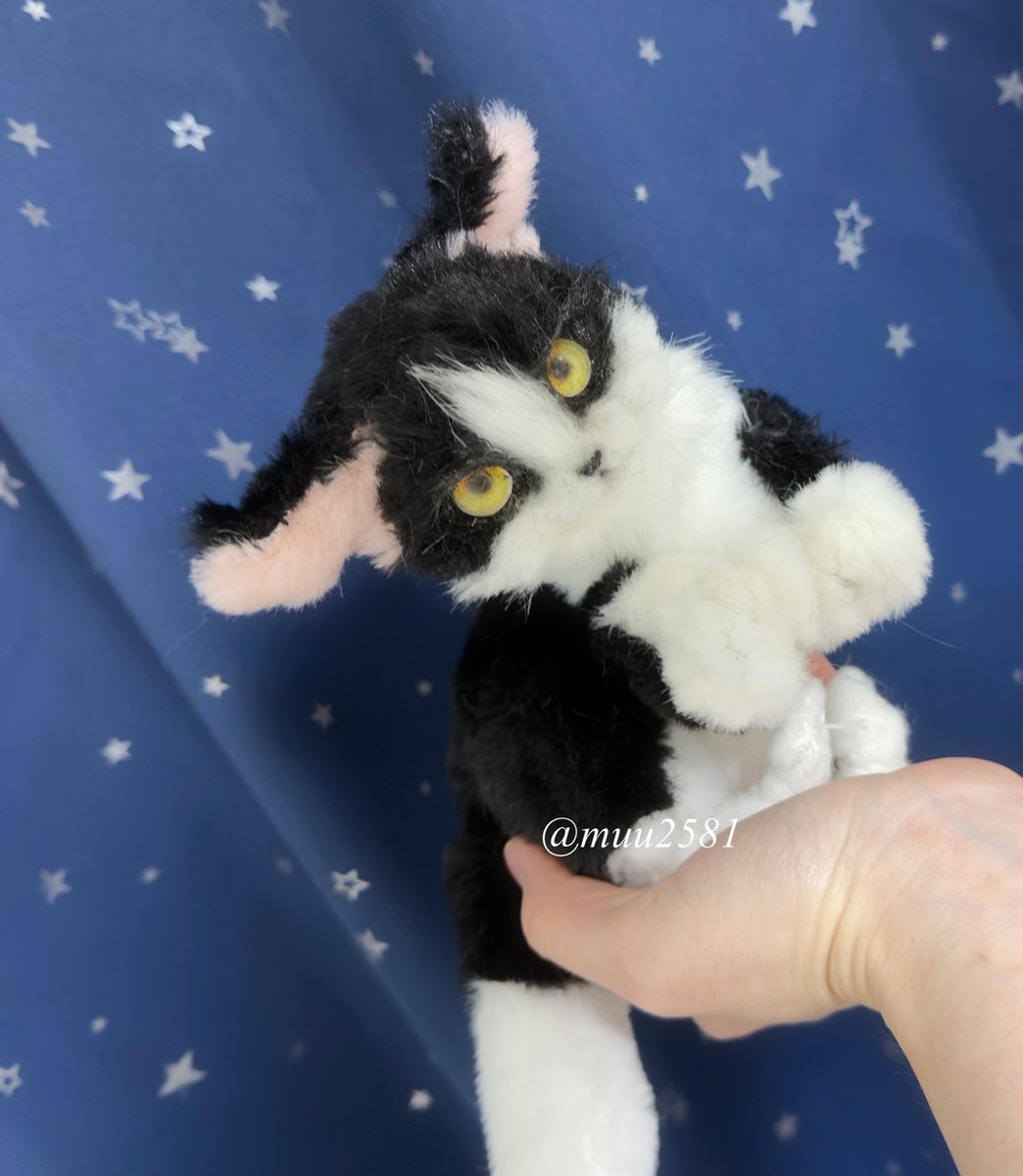 前足を付けて、大きさと長さの調節中です👀
怒ってるハチワレ猫ちゃん…写真が難しいですね😂

あとはお顔の修正･後ろ足･肉球🐾
リアル系は似てないループに入るので、キツイです😭

#アートドール
