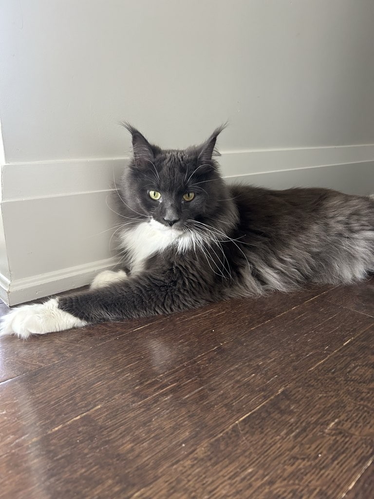 BarksNPurrs's tweet photo. Please leave me to lounge today.

#meowMonday #cats #Torontocats #Torontocatsitter #catsofthe6ix #torontopetcare #Toronto #Torontofluff #Torontomeows #leaside #yongeandeglington #davisville #corktown #stlawrencemarket #churchandwellesley https://t.co/sRrEbTu9sl