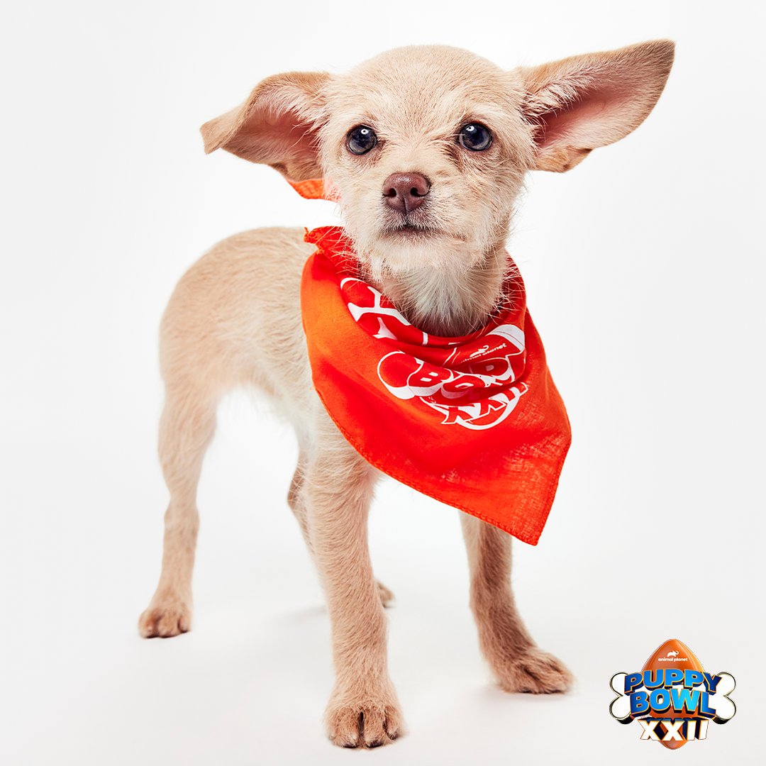 Arizona Humane Society tweet media