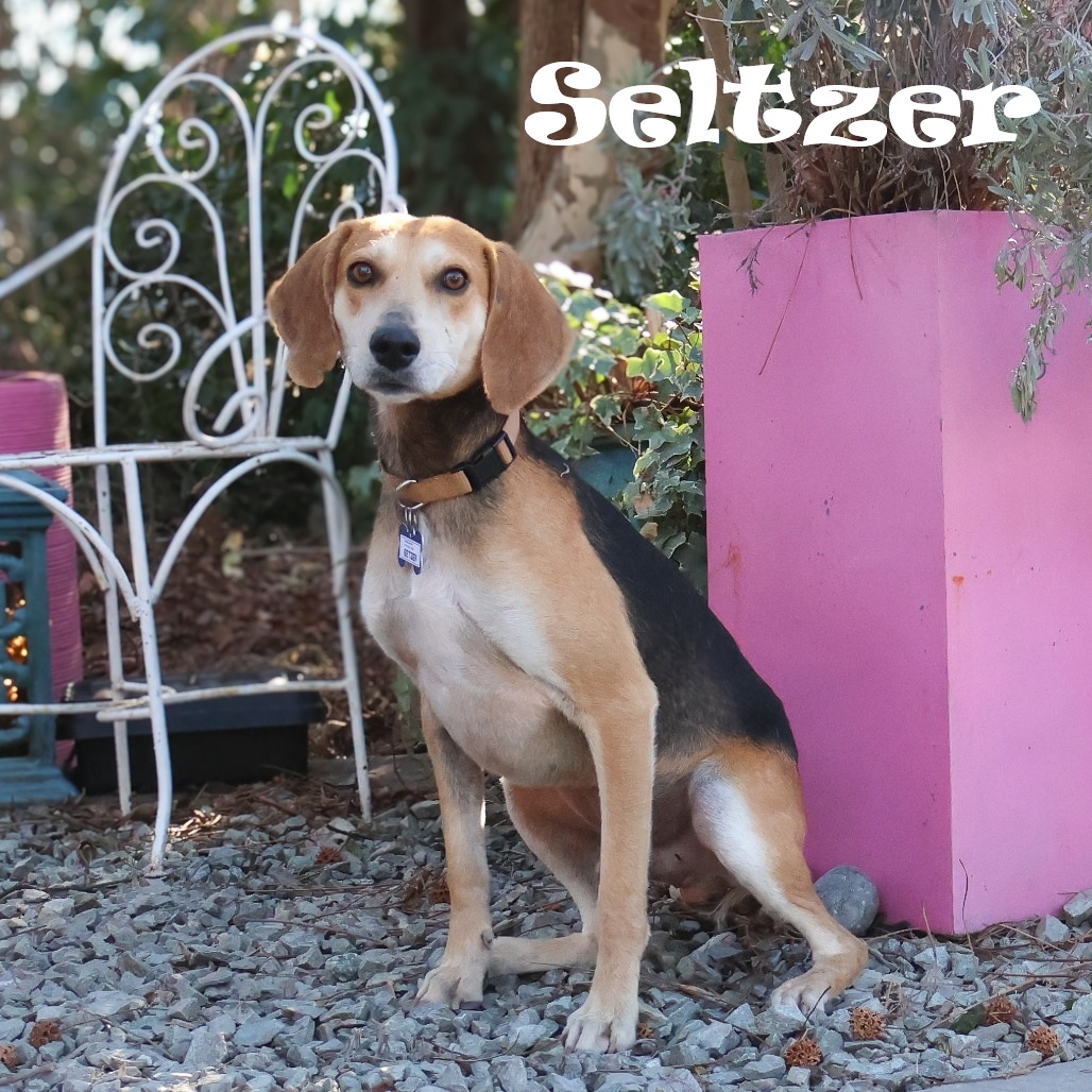SavingGraceNC's tweet photo. Seltzer is a gentle, loving hound mix whose sweet personality is just beginning to shine. He’ll do best in a peaceful home where life moves at a gentler pace. Meet him with an adoption request!
Learn more: https://t.co/1RK79bvRkW
#sgadoptme #savinggracenc #rescueismyfavoritebreed https://t.co/jYTeo1Tgrs