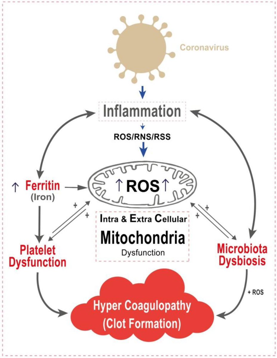 vipintukur's tweet image. Key takeaway:

👉 COVID-19 can leave lasting “energy scars” in the body at a molecular level, underscoring the need for long-term care, monitoring, and research investment beyond the acute infection.  5/5

nature.com/articles/s4159…