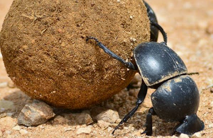 Alvaro Parabola tweet media