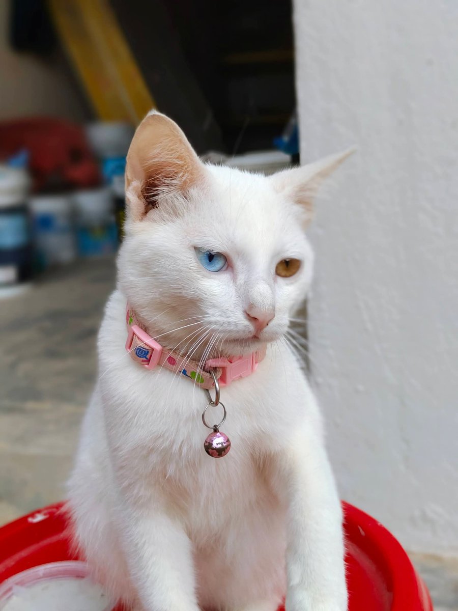 Sudah lama menunggu khabar baik.. namun belum ada rezeki bertemu 😭😭

Jika ada sesiapa yang ternampak atau menyimpannya, tolong hubungi tuanya.

Last Seen, Saturday 03/01/26
at Jalan 4/5J, Seksyen 4, Bandar Baru Bangi, Selangor. 

PLEASE CALL : 016-283 3317