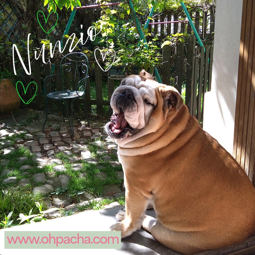 ohpacha's tweet photo. Coucou, c’est Nunzio
Bouledogue anglais, champion de la sieste et testeur chez Oh ! Pacha.
Merci aux humains stylés : grâce à vous, je dors beau et je ronfle chic 😴
Derniers jours à -30% 😍
Après ça, sieste premium activée !
Nunzio🐶💤
https://t.co/I4NrCNP3bP
#boutiquepourchien https://t.co/r9OF0m37kc