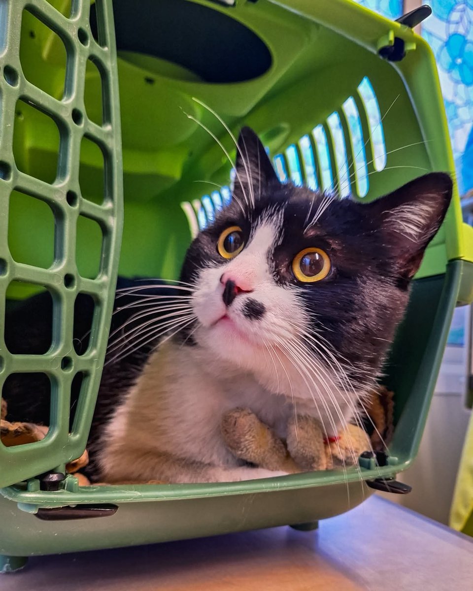 tiziana_55's tweet image. Gattile di Cuneo,Liam , un gatto o un panda?? 
6 kg di morbidezza !! 
Per lui cerchiamo una soluzione casa con giardino perché ha sempre vissuto così. 
Età: 2 anni 
X info 3491445712