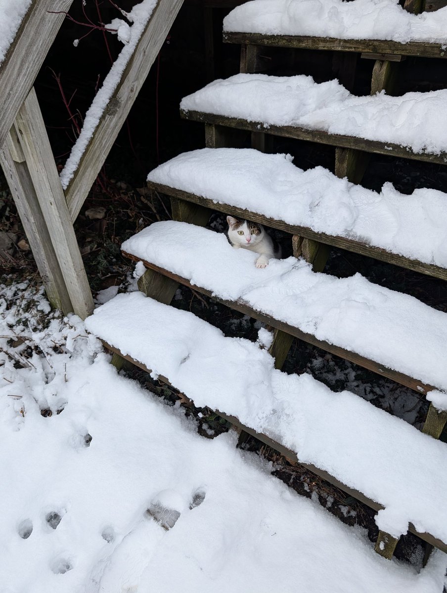 yokaihainen's tweet image. 