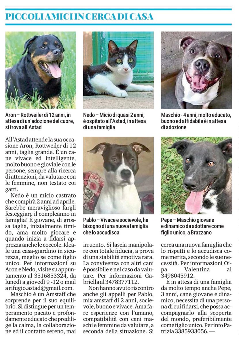 Dalla rubrica "Piccoli amici cercano casa" sul quotidiano Il Piccolo di lunedì 19 gennaio 2026.

Per saperne di più su Pepe, contattate telefonicamente oppure con messaggio Whatsapp Patrizia al numero 3385933056.

#TRIESTE #cercacasa