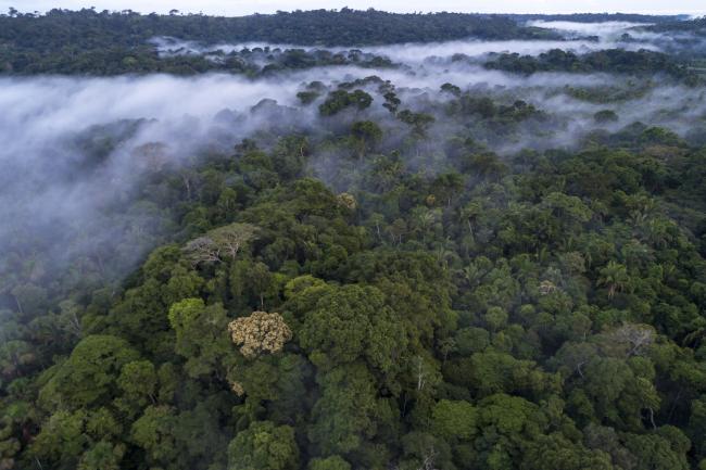 treemissions's tweet image. Did you know? The Amazon rainforest produces 20% of the world's oxygen—making it not just the lungs of our planet, but a giant air purifier too! 🌳💨 #NatureFacts #SaveTheAmazon