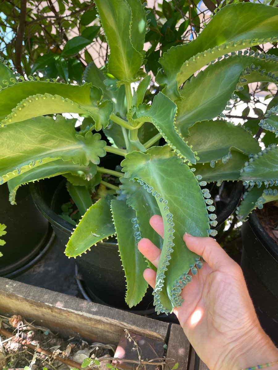 quevainon's tweet photo. Kalanchoe 

En la medicina popular de los países tropicales se usa contra diarreas y todo tipo de fiebres. También para la cura del cáncer en general. En Europa se usa para tratar enfermedades psicológicas como ser en el tratamiento de la esquizofrenia, crisis de pánico y miedos. https://t.co/mvXTkshU4X