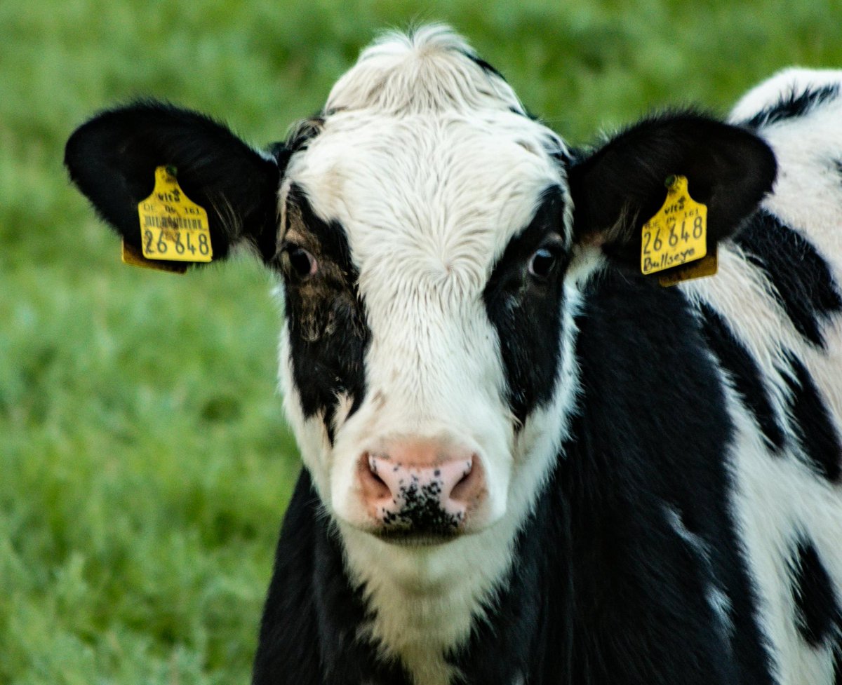 🐮 Countries with the most Cows:

1. 🇧🇷 Brazil – 238.6M
2. 🇮🇳 India – 194.5M
3. 🇺🇸 United States – 88.8M
4. 🇨🇳 China – 73.6M
5. 🇪🇹 Ethiopia – 70.9M
6. 🇵🇰 Pakistan – 55.5M
7. 🇦🇷 Argentina – 54.2M
8. 🇹🇿 Tanzania – 37.9M
9. 🇹🇩 Chad – 37.6M
10. 🇲🇽 Mexico – 36.6M
11. 🇸🇩 Sudan – 30.7M