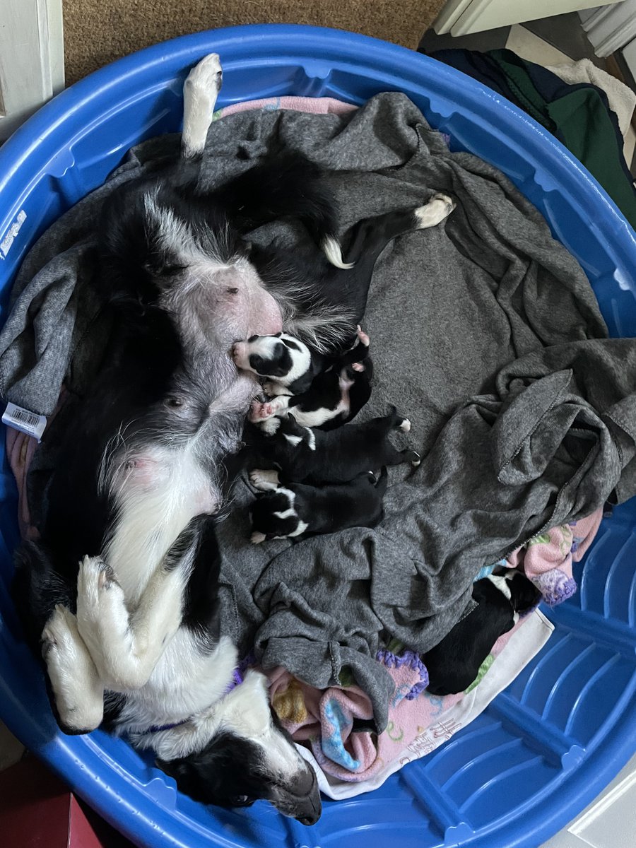 AmeriBaba's tweet photo. 我が家は保護犬の預かりボランティアをしています。
殺処分が決定した犬や障害があるわんこたちを保護する団体のお手伝い。
で、殺処分が決まっていたママ犬と産まれて２日目で預かっ��子達の誕生日が来月！今は全員新しい家族のもとで幸せに生活中。
＃保護犬 https://t.co/3wpSwiUxSV