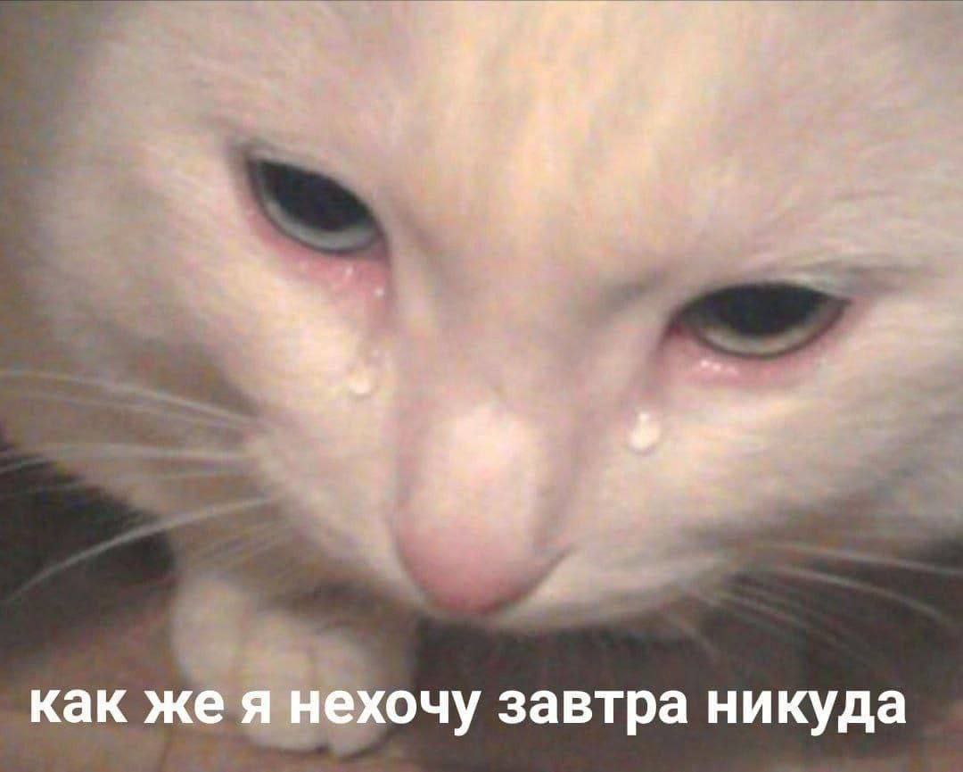 cats, i love cats (@catsilcats) on Twitter photo 
