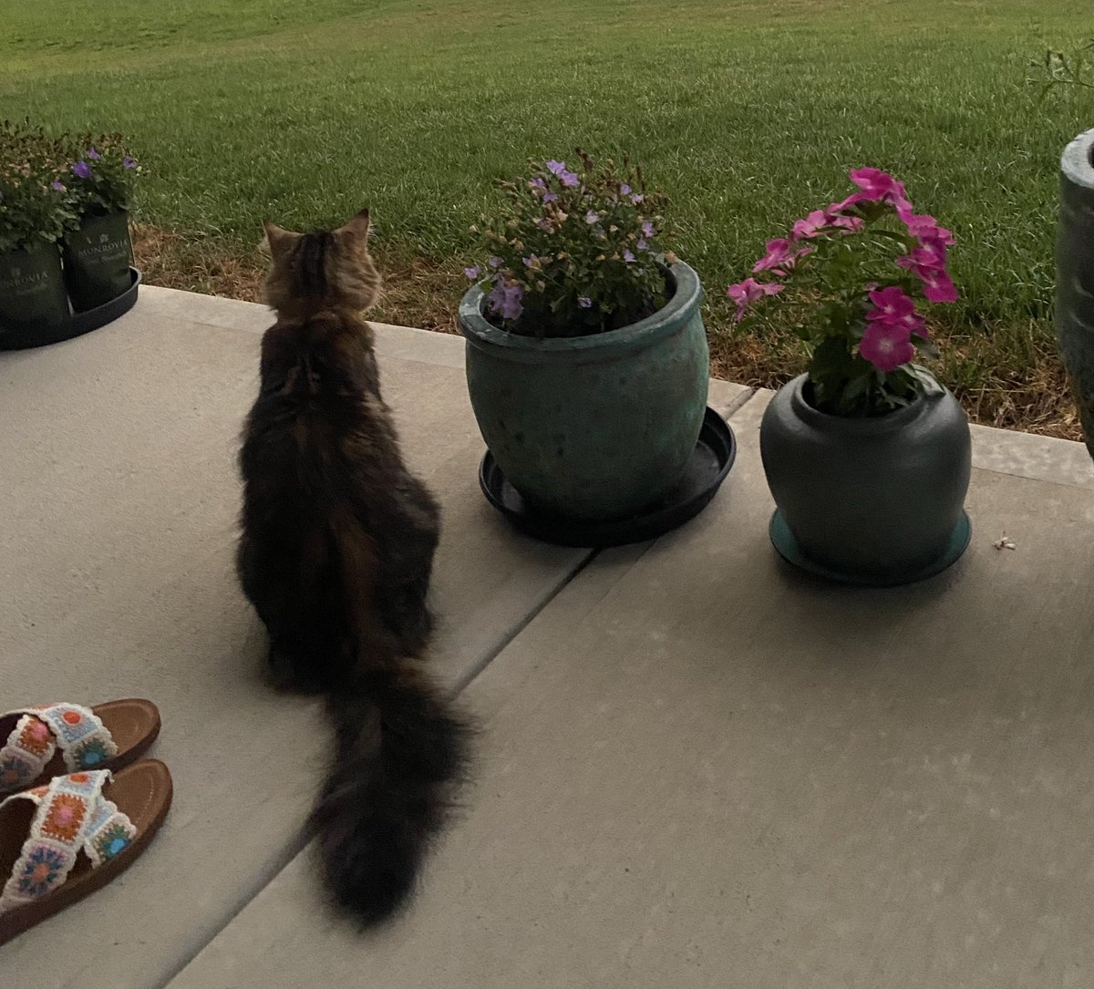 lysspressso's tweet photo. St. Francis please comfort my sweet girl in heaven and make her feel better 💔 I miss her so. Only u can heal her, God bless princess Aurora as she chases all the grasshoppers in all the meadows forever. https://t.co/Z7r0sfa9H5