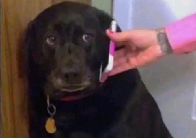 LucaVaran's tweet image. Hakimi : Le roi veut te parler 

Brahim Diaz :