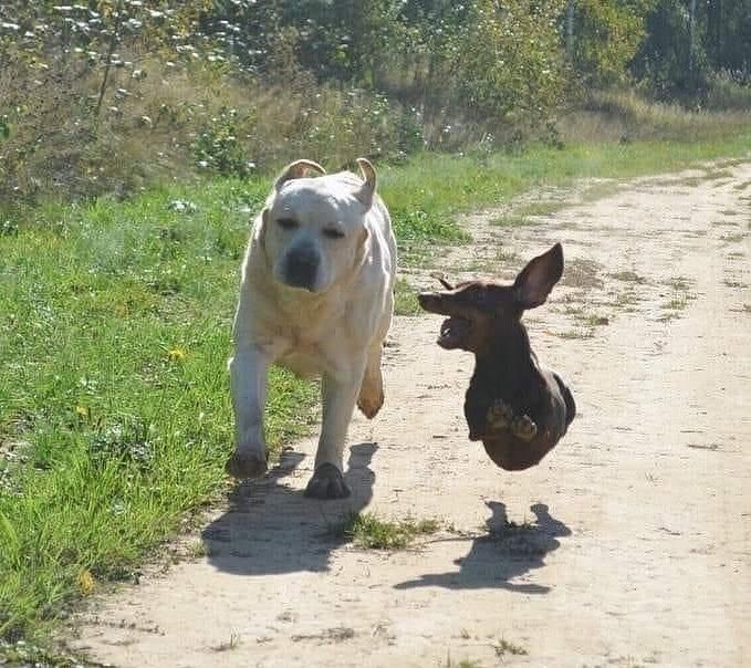 BellesMorte's tweet image. Si @tronco y @enelojodelpoder fueran perritos