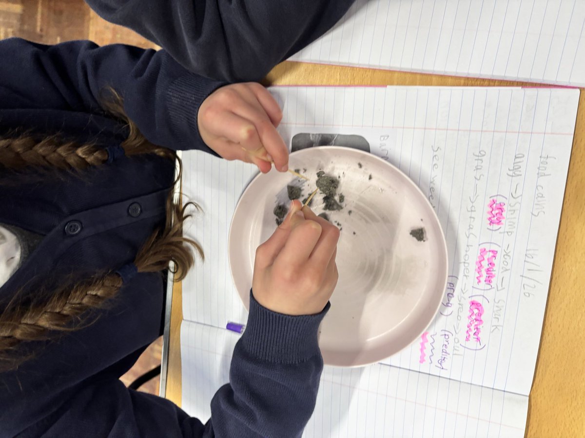 Whitchurch1's tweet image. Year 4 dissected owl pellets as part of their food chains lesson last week.  They were fascinated by the bones they found.  #wpsscience