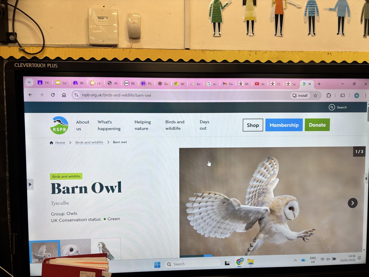 Whitchurch1's tweet image. Year 4 dissected owl pellets as part of their food chains lesson last week.  They were fascinated by the bones they found.  #wpsscience