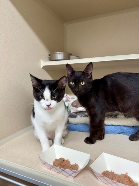 HoneyandHero's tweet photo. So happy to have these two new family members adopted from @feederofcats https://t.co/Mhtm0731lz