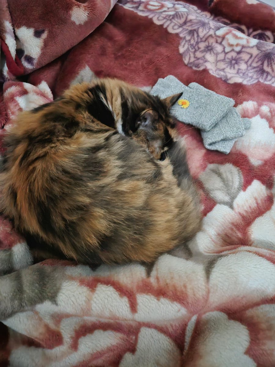 crapcommunity's tweet photo. #GN 💤💤
It's time for bed, $COCO cat. 🐾🌙
The Queen is resting, but the mission continues! 🚀
Buy on PumP fun:
🔗
https://t.co/7MW4nZjE67
#CocoCat #Solana #MemeCoin #PUMPFUN #Crypto #GoodNight https://t.co/UKiiBKbcg4