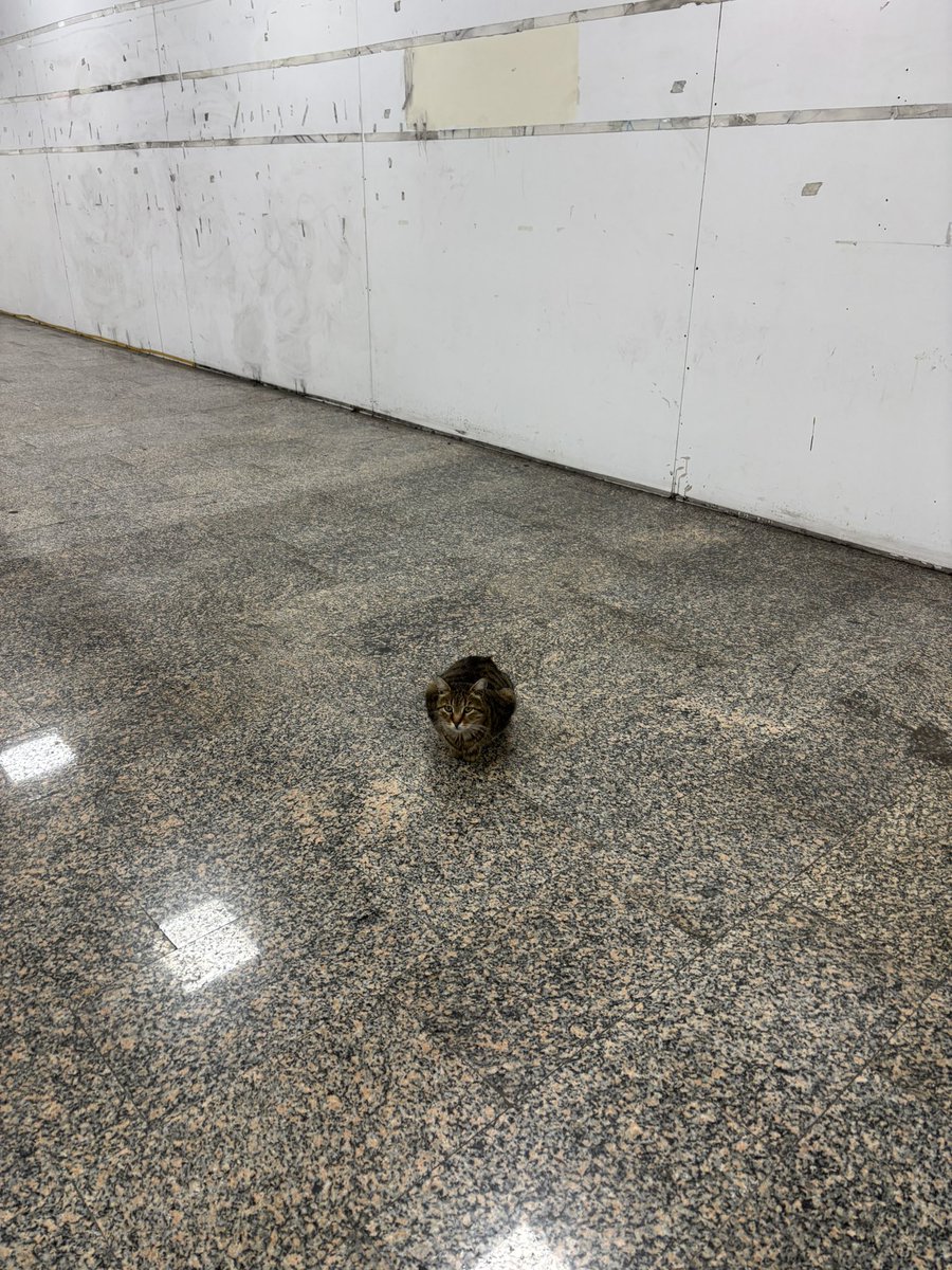 Bugünden bildiriyorum; Şişhane kedosunun yatağı yine kayıp. 😔 🤷🏽‍♀️