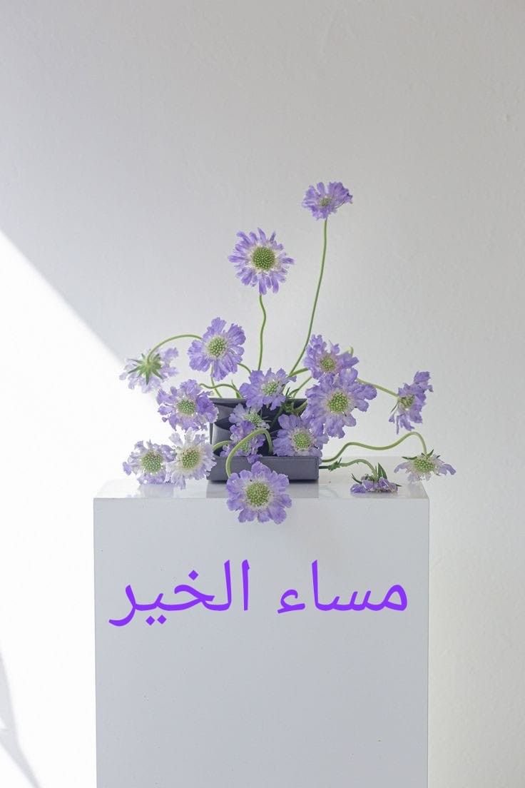 mer74m's tweet photo. يسعد مساء الكل من غير  تحديد

ومن هو تواجد جعل ربي يحييـه

يا مـرحباً   مليون   وأعـيد  وأزيد

بـاللي   يتابعني   ولااظن  تكـفيه..

#مساء_الخير https://t.co/1mcaOVxfmD