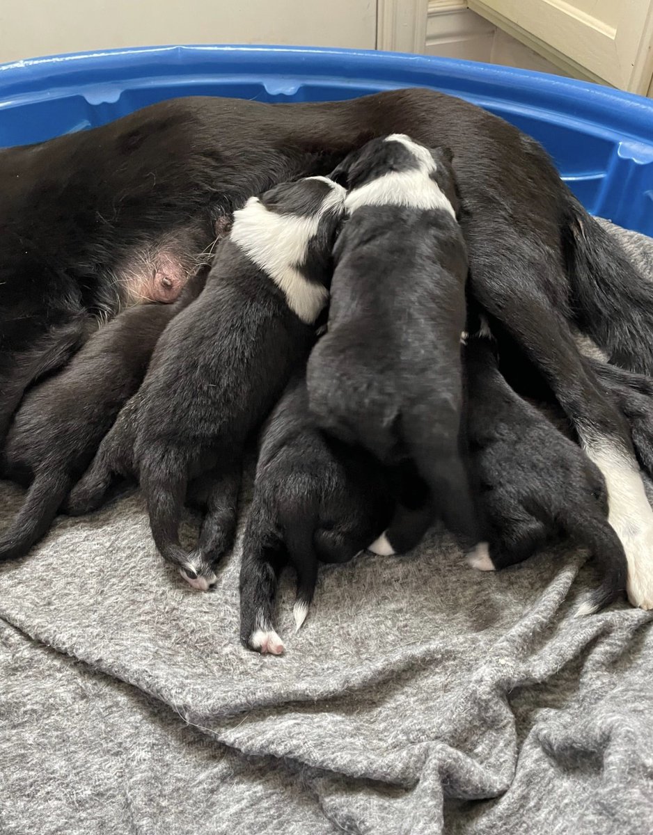 AmeriBaba's tweet photo. 我が家は保護犬の預かりボランティアをしています。
殺処分が決定した犬や障害があるわんこたちを保護する団体のお手伝い。
で、殺処分が決まっていたママ犬と産まれて２日目で預かっ��子達の誕生日が来月！今は全員新しい家族のもとで幸せに生活中。
＃保護犬 https://t.co/3wpSwiUxSV