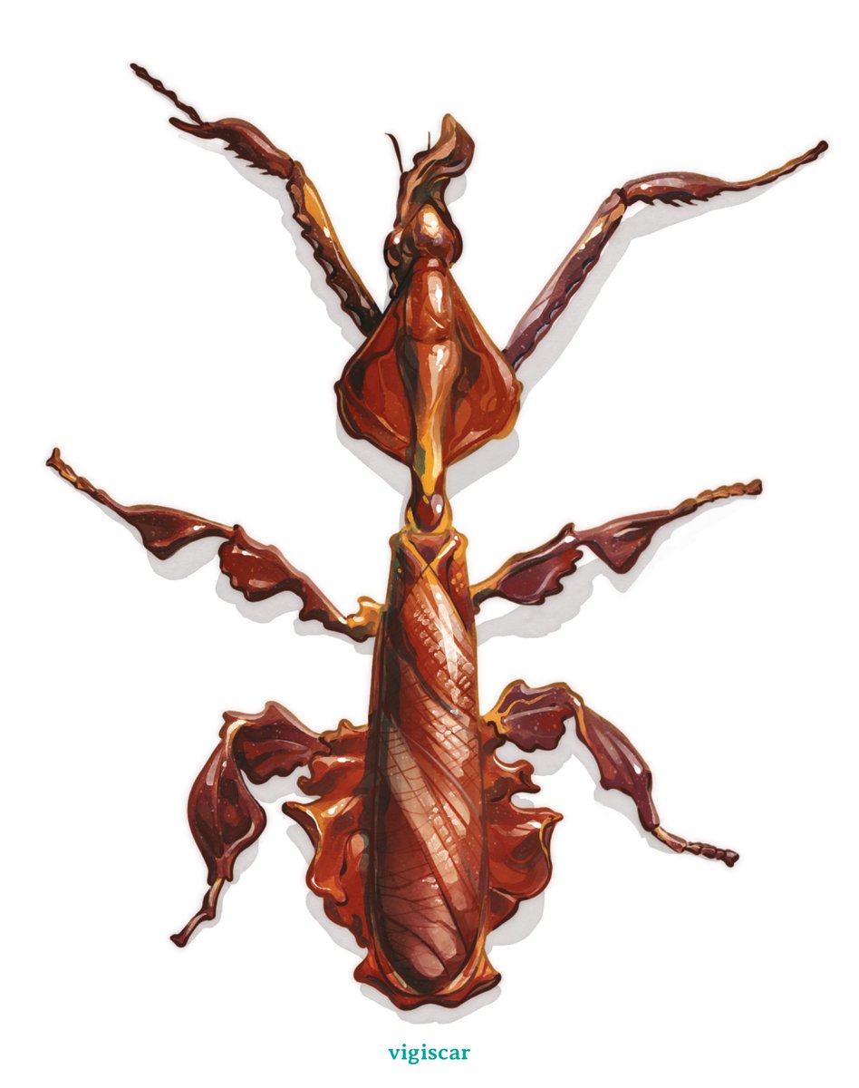 vigiscar's tweet photo. Illustration of a ghost mantis (Phyllocrania paradoxa) 👻
-
#scientificillustration #zoology #biology #insect #animal #boardgame #insectarium #menagerie #cardgameart #sciart #bug #mantis https://t.co/9CkfnGFySP