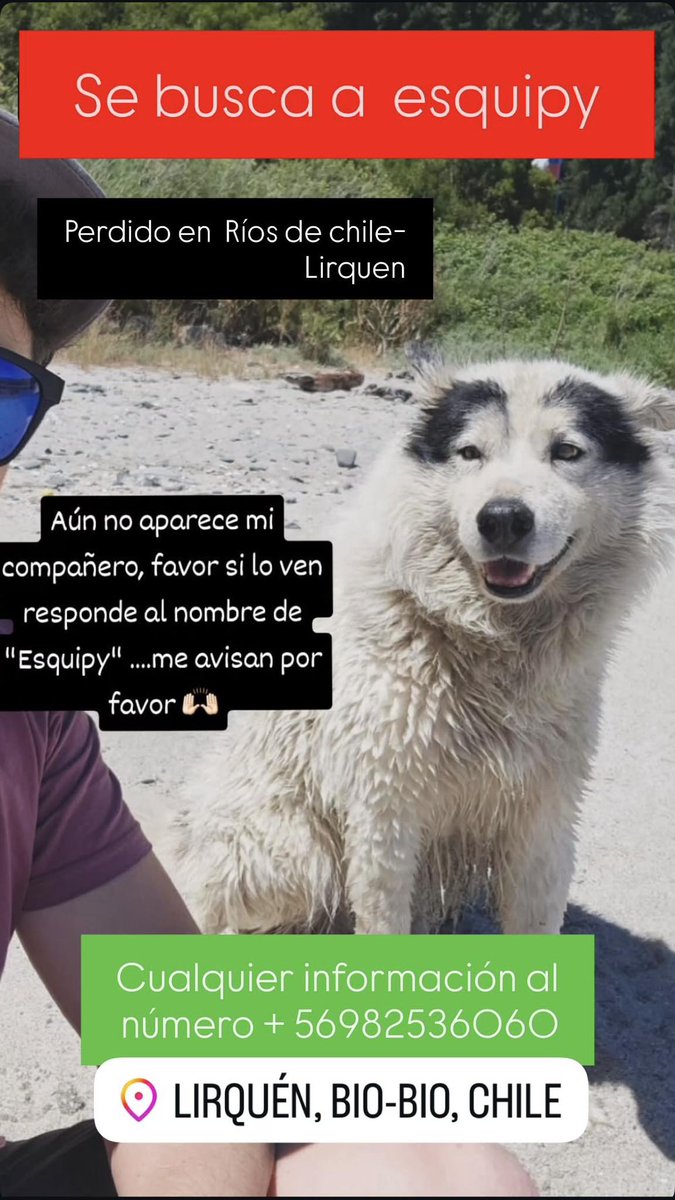 🔴🐶#Lirquén Ayuda!!! Se busca en sector Rios de chile.

Responde al nombre de "Esquipy".

Cualquier info al número +56982536060

<a href="/GrupoWurtlitzer/">Grupo Wurtlitzer</a> <a href="/carolinapinoc/">Caro 🌲 C.</a> <a href="/PerrosPlazaHuem/">Perras Tuiteras🐾 Barrio Franklin 🇨🇱🐶🐱</a>