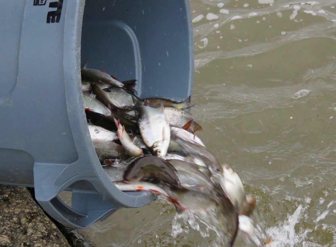 EA Fisheries - Devon and Cornwall tweet media