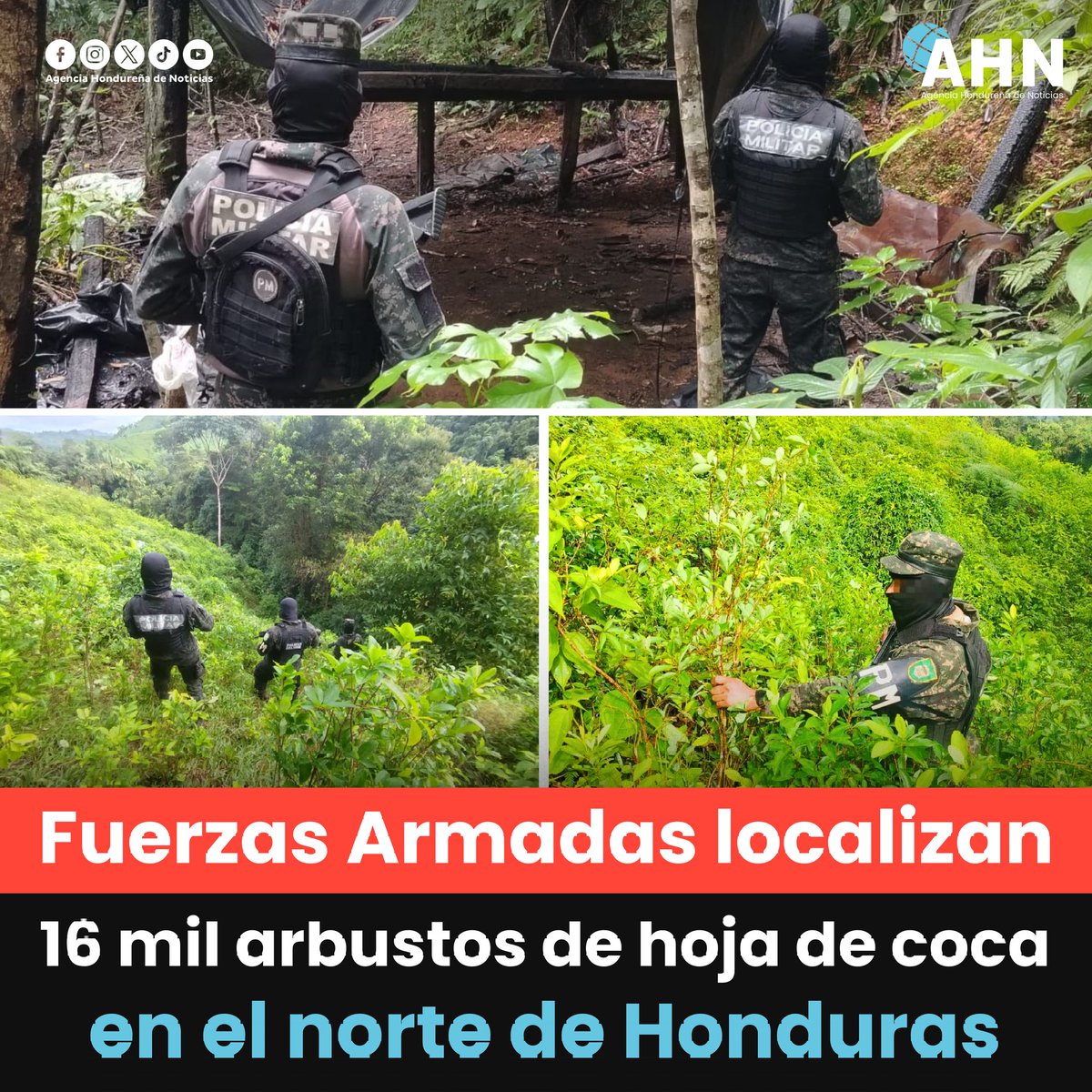 AHNoficial's tweet photo. #Seguridad || Las Fuerzas Armadas (@FFAAHN) informaron sobre la localización y el aseguramiento de 16 mil arbustos de hoja de coca en el departamento de Colón, zona norte de Honduras.

➡️ https://t.co/d2aMYLzb01 https://t.co/GRL8Rly2wK