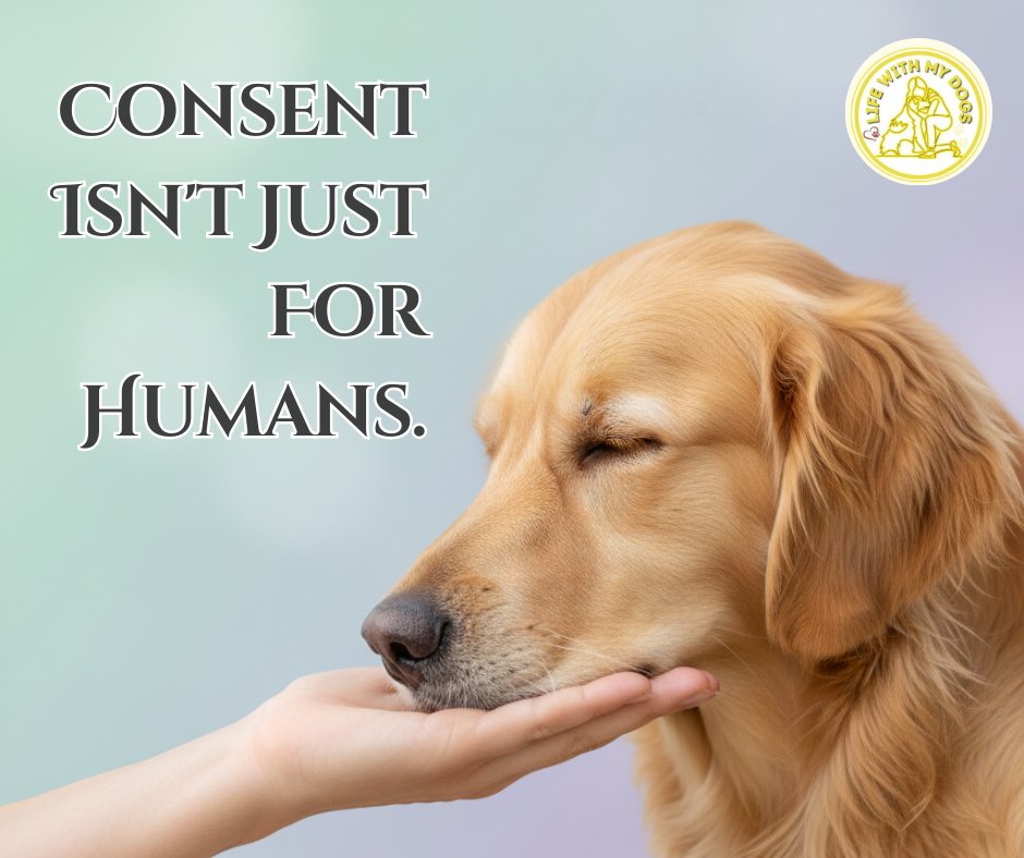 LifeWithMyDogs9's tweet image. Does your dog actually want to be petted right now?

Use the 3-second rule! ⏱️ Pet, stop, and see if they ask for more. Respecting their "no" builds a "hell yes" trust! 🤝❤️ like&amp;amp;share 👇️ 

#DogConsent #ForceFreeTraining #PetParenting #DogTips #TrustTheProcess