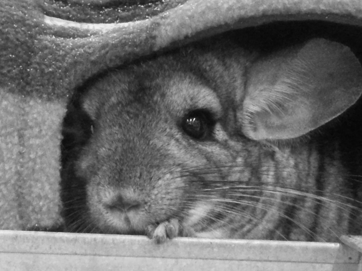 CHINformative's tweet image. The CHINformative website is authored by Claire D and will continue to provide information about chinchilla and chinchilla welfare based on research and personal experience. 
New articles and blog posts will be added to the site.
chinformative.com