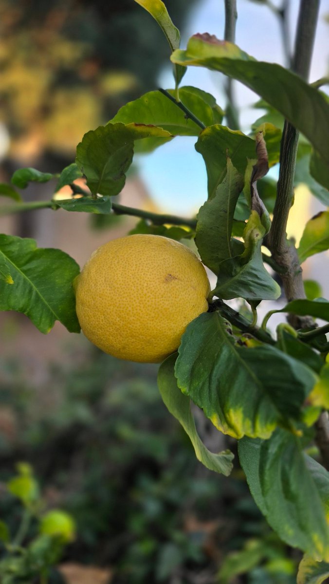 jcae2008's tweet image. Oh the possibilities with this one beautiful lemon 🍋...