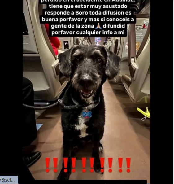 M_Petals's tweet photo. #Directoalgrano19E @rtve #Mañaneros19E Este perrito iba en uno de los trenes y al parecer está recogido en Adamuz. Una chica joven con apósito en la cara la entrevistaron el TV , como referencia ,su hermana esta embarazada y hospitalizada en observación .Preguntaba por él. https://t.co/3TADz0W5s2