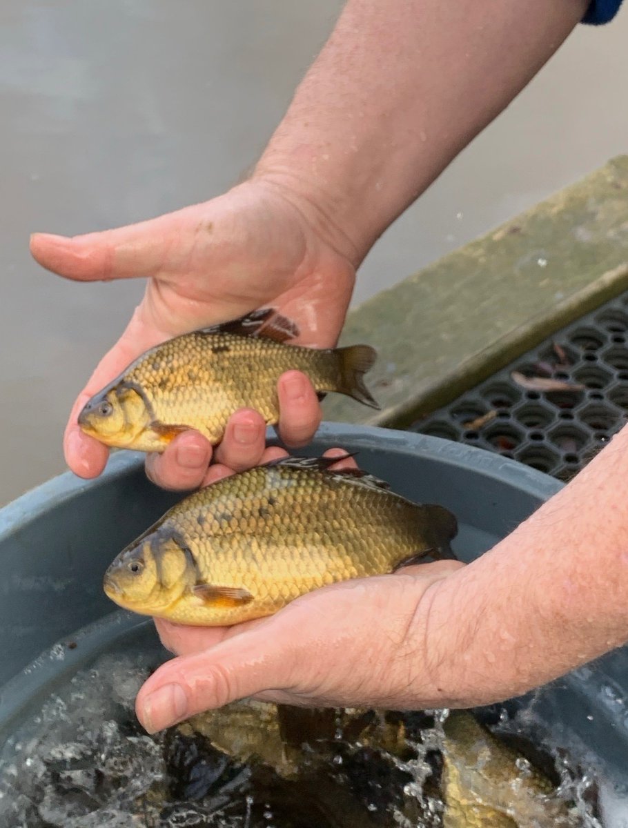 EA Fisheries - Devon and Cornwall tweet media