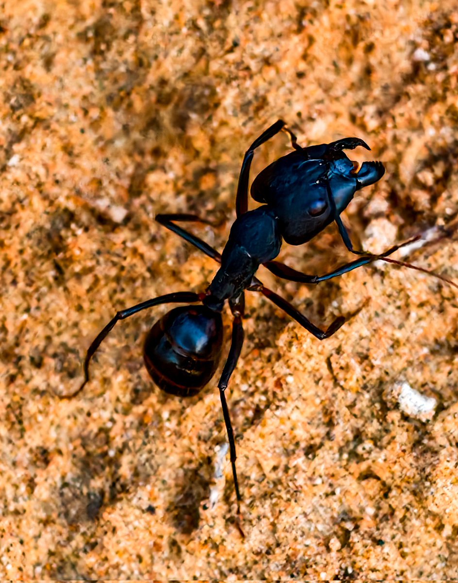 Woodpecker_cent's tweet photo. Giant Black Ant (Camponotus xerxes) for #macromonday.
Ras Al Khaimah, UAE - Dec 2025.
#ThePhotoHour #natgeoyourshot
#macrophotography #niffeature2025 #biodiversity #entomology #insectsofuae #macrohour #arabianfauna #IndiAves #channel169 #insectsoftheworld #ants #BBCWildlifePOTD https://t.co/tRZfplPHA2