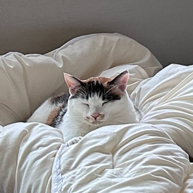 개인적으로 이 얼굴이 가장 마음에 듭니다
뭐에 눌린 것처럼 약간 납작해져서 귀여움ㅋㅋ