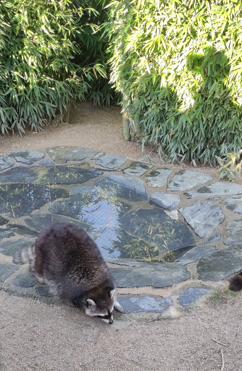 recordando cuando mi novio condujo horas solo para que viera mapaches