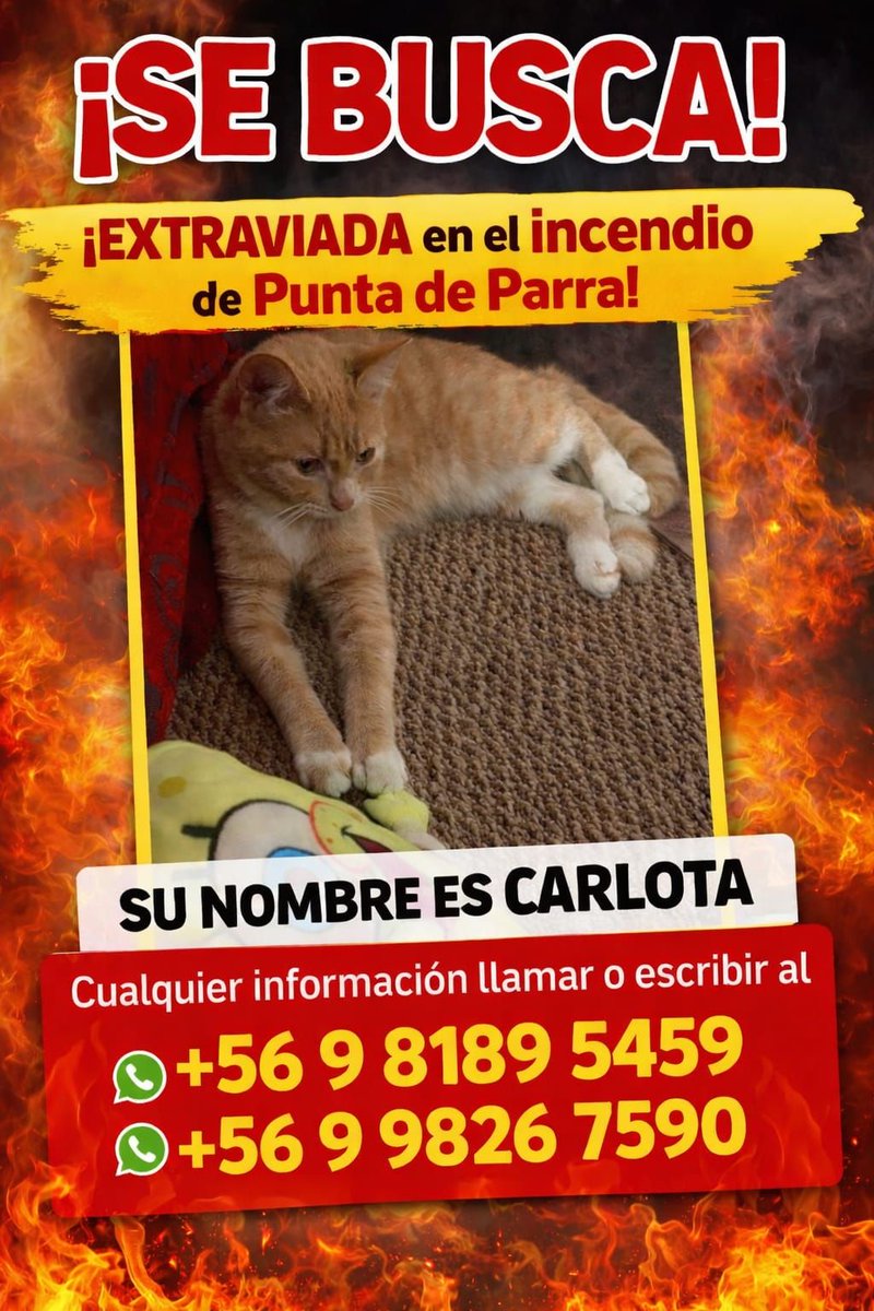 🔴😺Gatita extraviada en #Tomé 

<a href="/GrupoWurtlitzer/">Grupo Wurtlitzer</a> <a href="/PerrosPlazaHuem/">Perras Tuiteras🐾 Barrio Franklin 🇨🇱🐶🐱</a> <a href="/carolinapinoc/">Caro 🌲 C.</a>