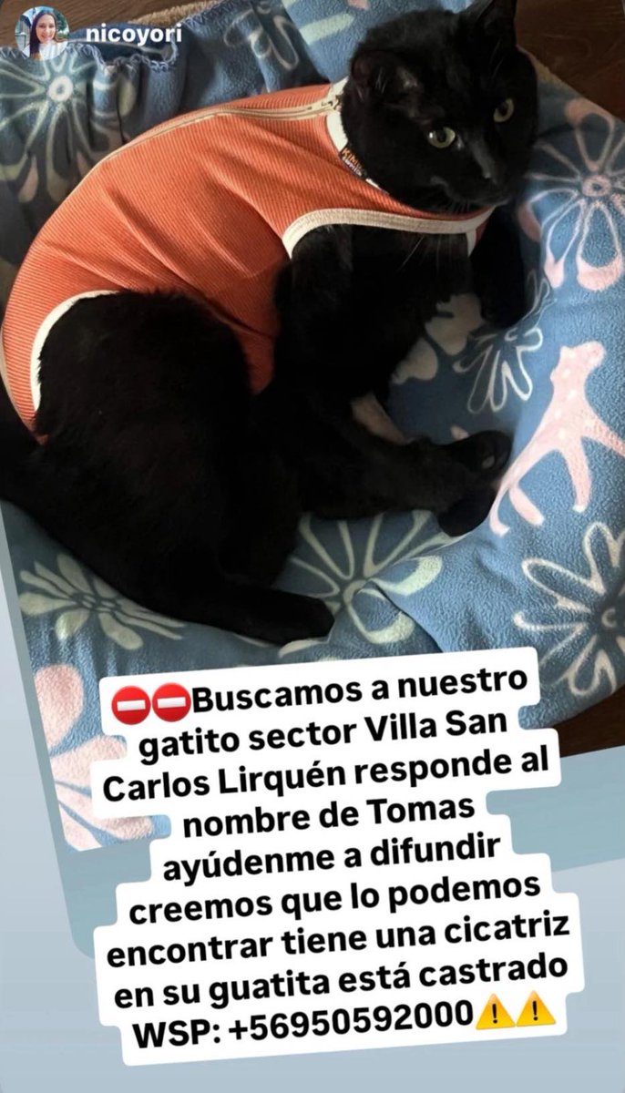 _ferna_isi's tweet photo. Animales perdidos y encontrados #Incendio #Lirquen #Concepcion #Chile #PuntaParra https://t.co/DXfBUtprPN