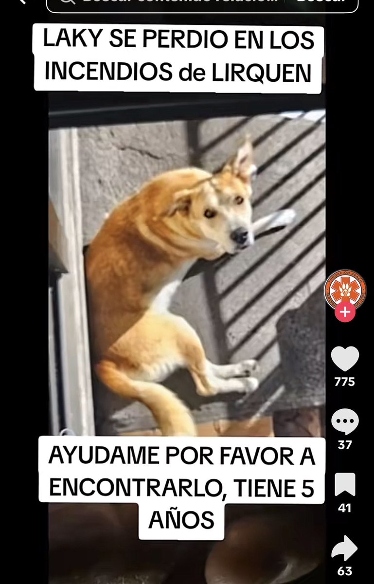 _ferna_isi's tweet photo. Animales perdidos y encontrados #Incendio #Lirquen #Concepcion #Chile #PuntaParra https://t.co/DXfBUtprPN