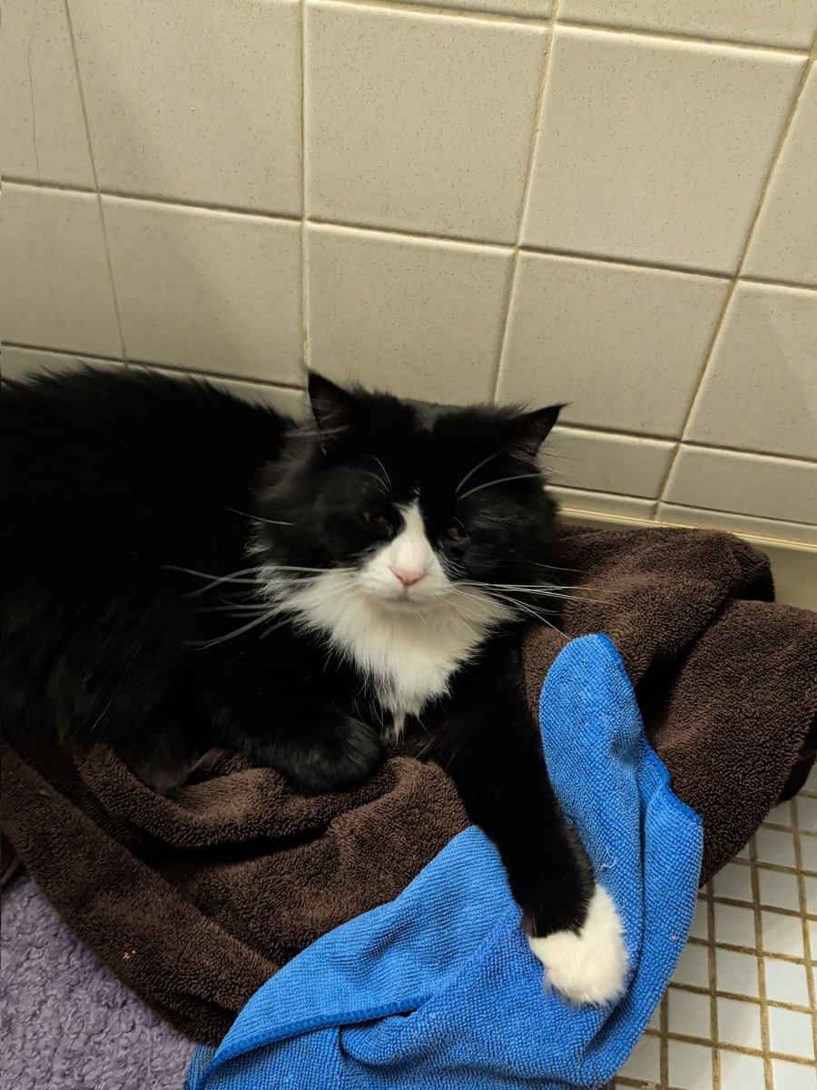 He's immensely disappointed in the fact I am a furry