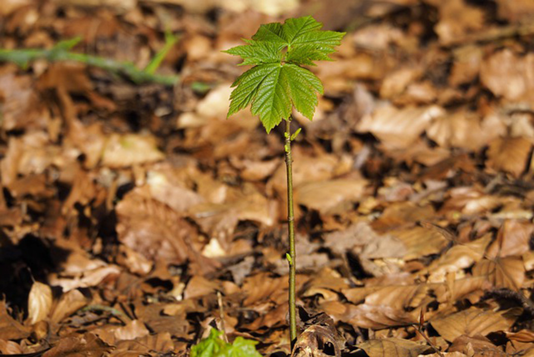 Stein Eriksen Lodge tweet media