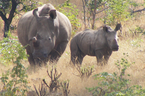 travelprnewscom's tweet photo. Discover What’s Shaping Safari Travel in 2026: Key Trends to Watch  https://t.co/5XVBIg9hAl #Safari #Travel  @AcaciaAfrica https://t.co/qb4oMch8t6