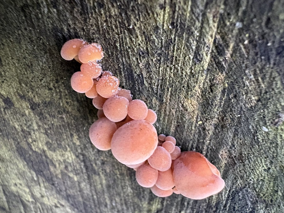 apirie2104's tweet image. #mushroom 
Monday inspired by Maiv