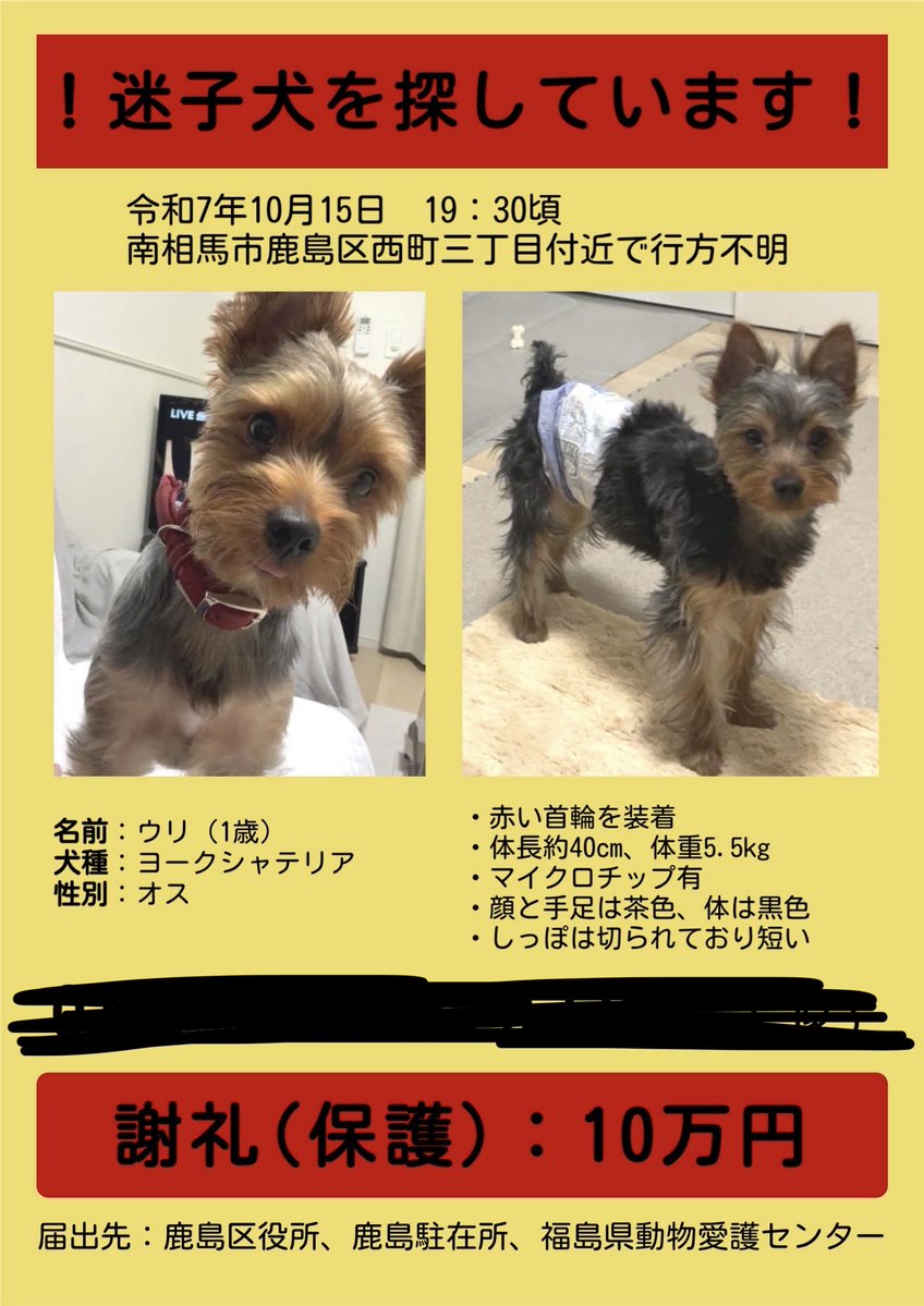 【拡散希望】
拡散をお願いします。
福島県南相馬市鹿島区で行方不明になりました。
保護、またはご提供いただいた情報にて保護に至った場合、謝礼20万をお渡しします。(チラシは10万ですが、上げました。)

ただただ元気でもう一度会いたい

#福島県南相馬市
#ヨークシャテリア
#拡散希望 
#迷子犬