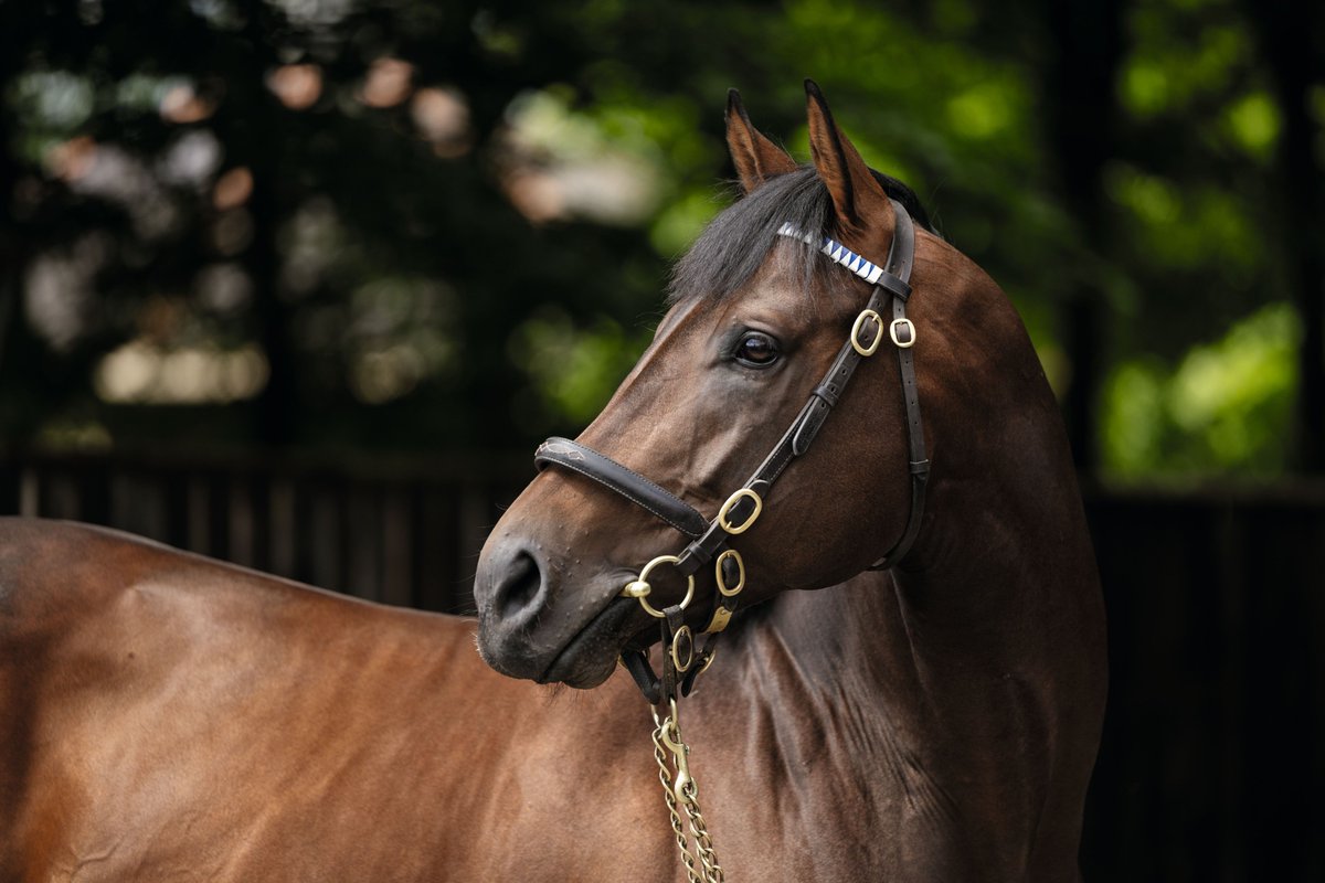 DarleyEurope's tweet photo. 🇮🇪 European Champion juvenile #NativeTrail has been strongly supported by breeders in his first two seasons at stud, covering 280 mares with 133 first-crop foals on the ground 💪

In 2025, his foals were very well received averaging, €56,000 at an 86% clearance rate👏

🔗https://t.co/MXKhirhVIR