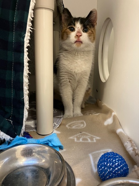 Guelph Lost Pets tweet media