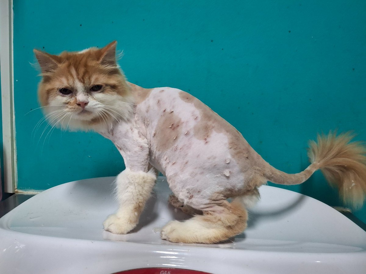zygomaticus_m's tweet photo. Oyenaa pasti gatel banget ya kamu 🙃 https://t.co/RCUmx0TovW